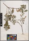 Foto von Salix caprea L. x Salix repens L.